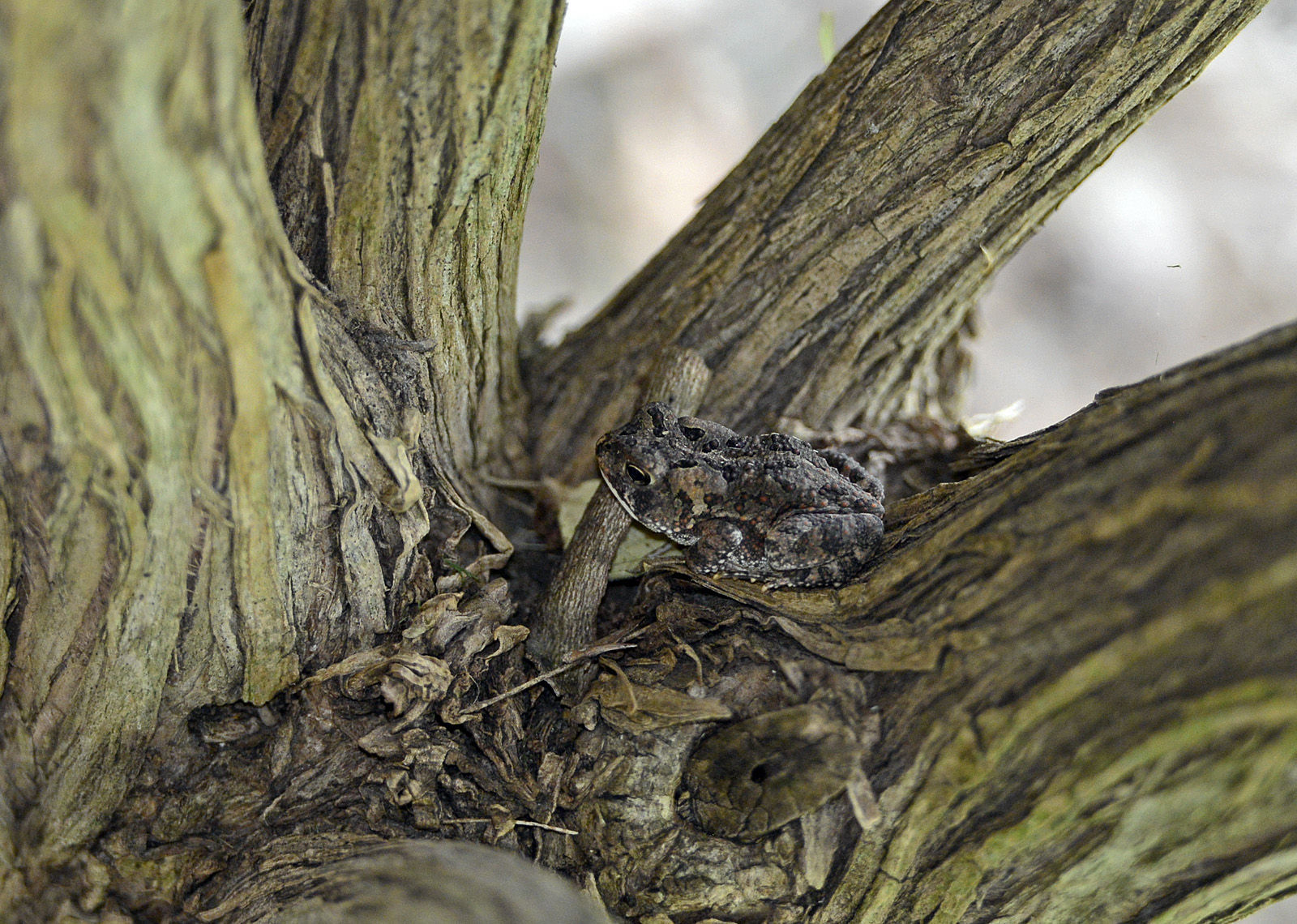 080915-nws-outtakes-toad.jpg